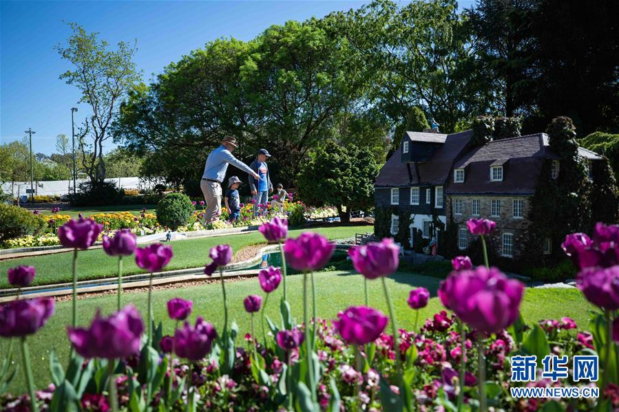 (XHDW·圖文互動(dòng))(2)通訊:“無(wú)處不在的鮮花為我們帶來歡樂和希望”——“小人國(guó)”里的堪培拉花展