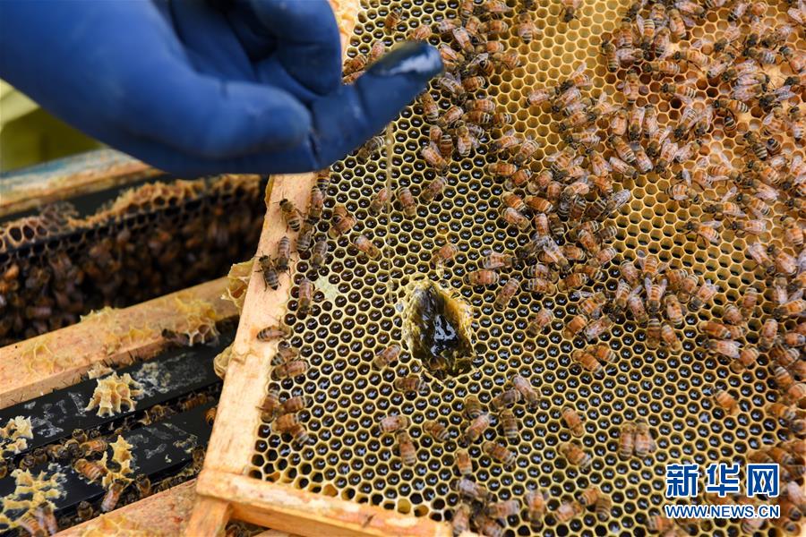 （第三屆進博會·圖文互動）（6）通訊：新西蘭的進博會味道，甜