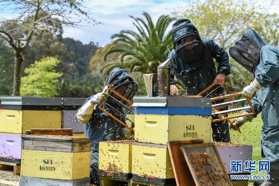 （第三屆進(jìn)博會(huì)·圖文互動(dòng)）（8）通訊：新西蘭的進(jìn)博會(huì)味道，甜