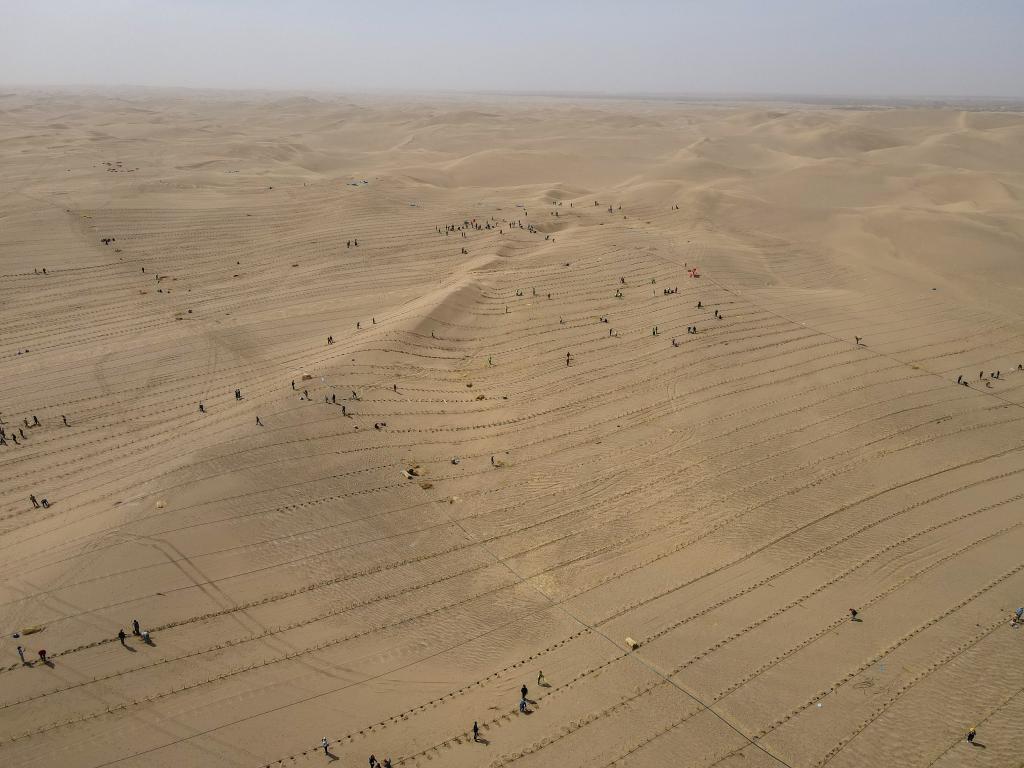 新疆且末：為沙漠添新綠