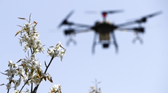 新華全媒+丨新疆:梨農授粉用上無人機