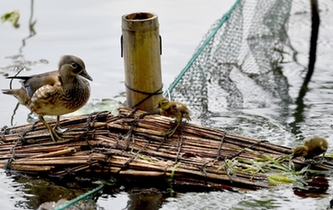 超有愛！西湖里的鴛鴦“愛心橋”升級